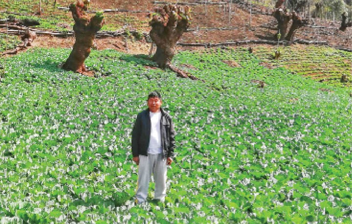 A farmer in Tsupfume village, Phek District, shows off his cabbage and potato plantation. Tsupfumi village is one of the largest producers of cabbage in Nagaland. (Morung Photo)